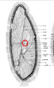 Paramecium nerve center with red circle
