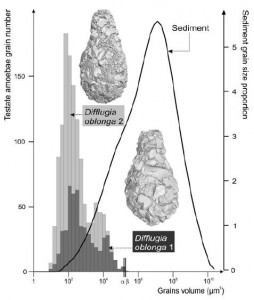 Difflugia grain sizes