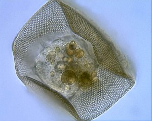 A new testate amoeba in the genus Arcella.