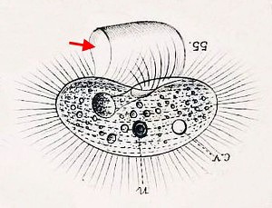 Pleuronema chrysalis, from W. S. Kent's A Manual of Infusoria. Put wheels on it, and you have a chuck wagon.