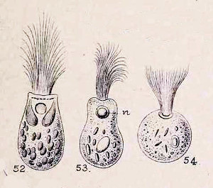 lophomonas blattarum from Kent
