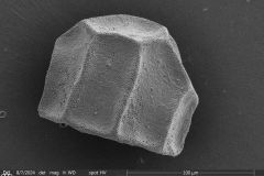 <em>Arcella leidyana</em>