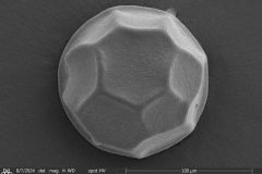 Arcella-leidyana-2
