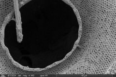 Arcella-leidyana-3