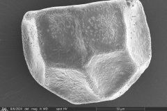 Arcella-leidyana-6