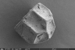 Arcella-leidyana-8
