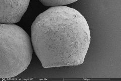 <em>Arcella mitrata</em>