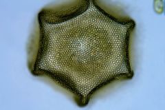 Arcella-prismatica-dorsal-view