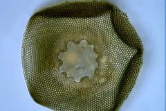 Arcella-prismatica-ventral-view-1