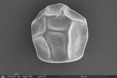 Arcella-spectabilis-profile