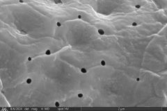 Arcella-spectabilis-three-quarters-view-3