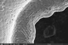 Arcella-spectabilis-ventral-2