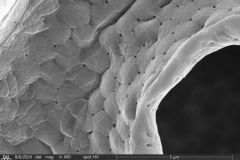 Arcella-spectabilis-ventral-3