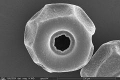 Arcella-spectabilis-ventral