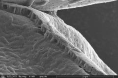 Arcella-spectabilis-broken-shell-1