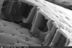 Arcella-spectabilis-broken-shell-2