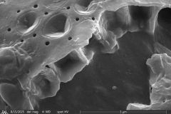 Arcella-spectabilis-broken-shell-3