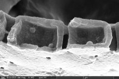 Arcella-spectabilis-broken-shell-4