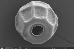 small-arcella-spectabilis-morphotype
