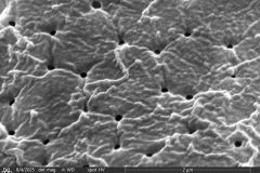 small-arcella-spectabilis-morphotype1_014