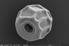 small-arcella-spectabilis-morphotype_001