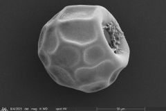 small-arcella-spectabilis-morphotype_002