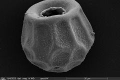 small-arcella-spectabilis-morphotype_003