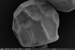 small-arcella-spectabilis-morphotype_004