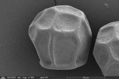 small-arcella-spectabilis-morphotype_010