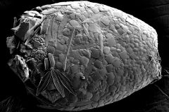 <em>Awerintzewia cyclostoma</em>