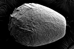 Awerintzewia-cyclostoma-1