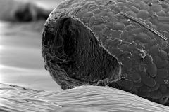 Awerintzewia-cyclostoma-10