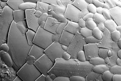 Awerintzewia-cyclostoma-2