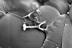 Awerintzewia-cyclostoma-4