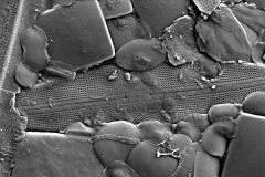 Awerintzewia-cyclostoma-5