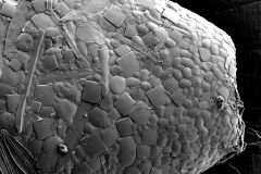 Awerintzewia-cyclostoma-6