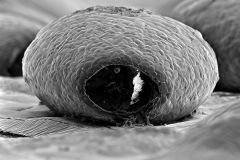 Awerintzewia-cyclostoma-7