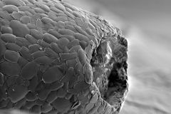 Awerintzewia-cyclostoma-8