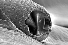 Awerintzewia-cyclostoma-9