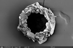 <em>Cyclopyxis pirini</em>