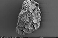 Cyclopyxis-pirini.2-jpg