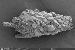 Cylindrifflugia-acuminata-01-resized