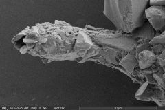 Cylindrifflugia-acuminata-02-resized