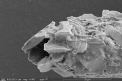 Cylindrifflugia-acuminata-03-resized