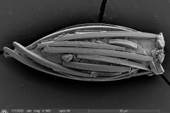 <em>Cylindrifflugia bacillariarum</em>