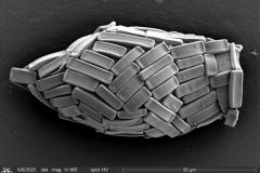 1_Cylindrifflugia-bacillariarum-1