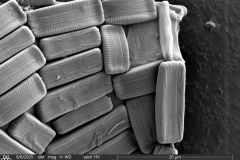 1_Cylindrifflugia-bacillariarum-2