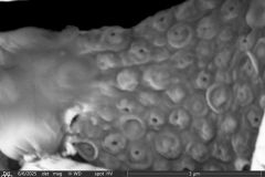 1_Cylindrifflugia-bacillariarum-4