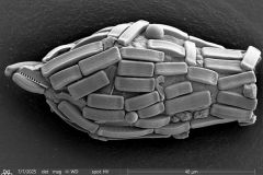 Cylindrifflugia-bacillariarum-1