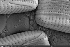 Cylindrifflugia-bacillariarum-3